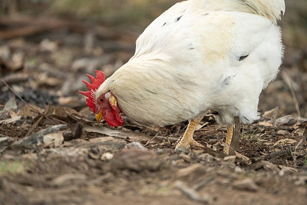 The Hidden Guardian: How Chicken Probiotics Battle Canker in Your Coop